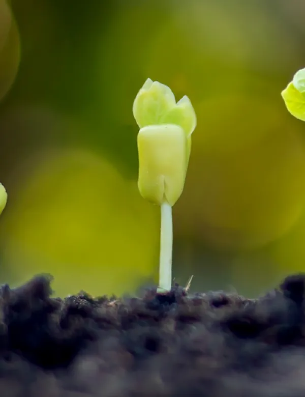 plant-2.png