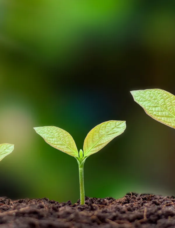plant-3.png