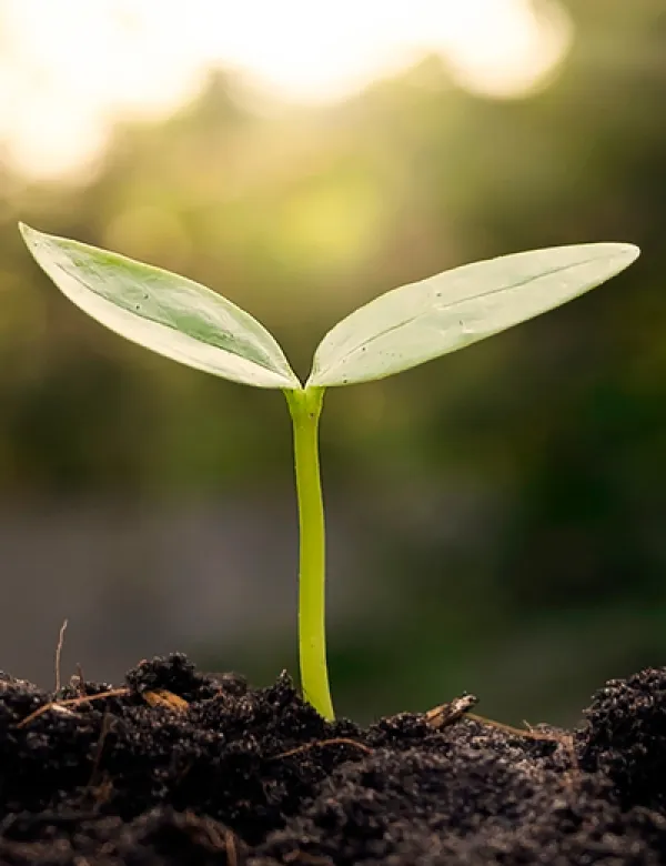 plant-4.png