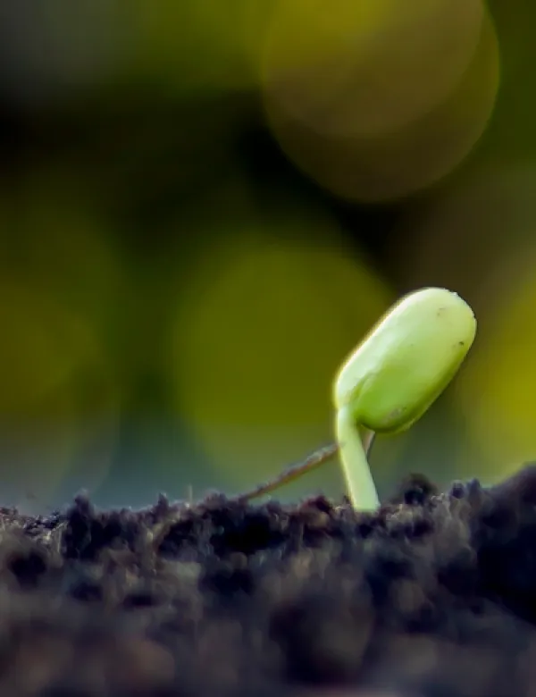plant.png