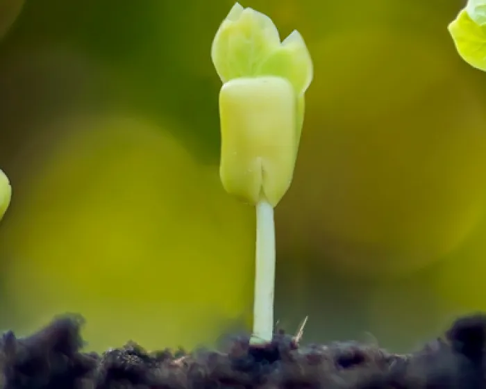 plant-2.png