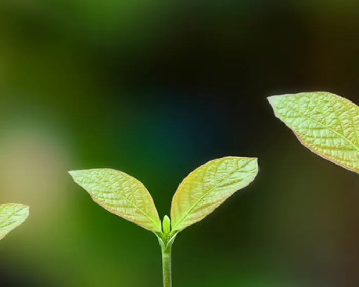 plant-3.png