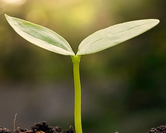 plant-4.png