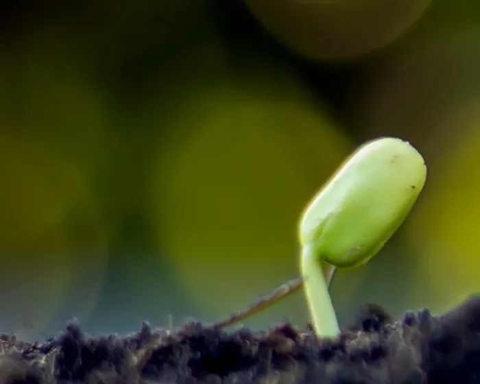 plant.png